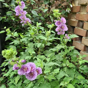 Picture - Genesis Plant Marketing