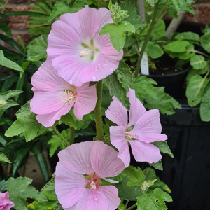 Picture - Genesis Plant Marketing