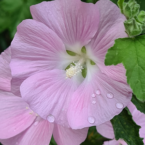 Picture - Genesis Plant Marketing