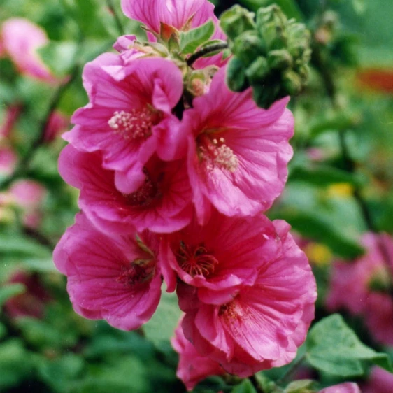 Picture - Genesis Plant Marketing