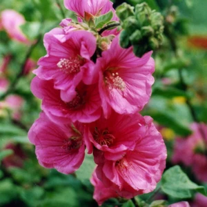 Picture - Genesis Plant Marketing