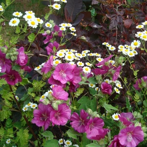 Picture - Genesis Plant Marketing