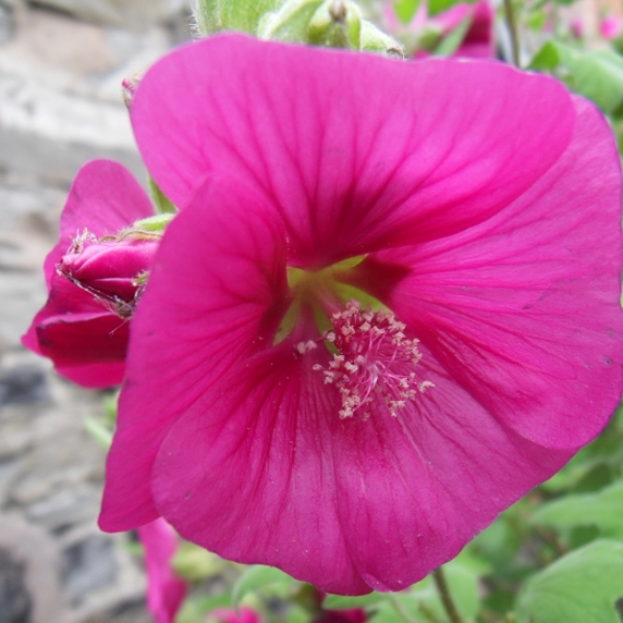 Picture - Genesis Plant Marketing