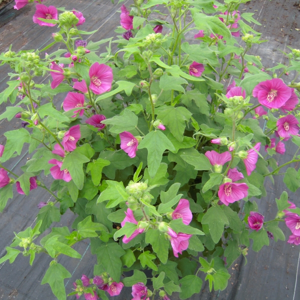 Picture - Genesis Plant Marketing