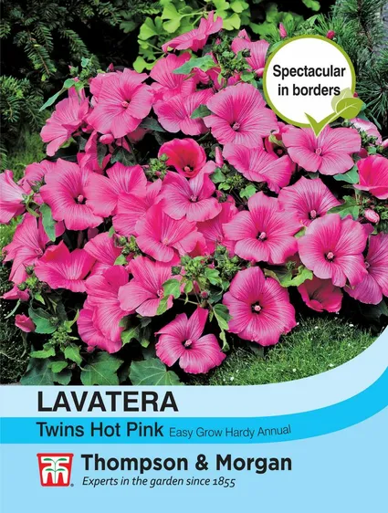 Lavatera Twins Hot Pink - image 1