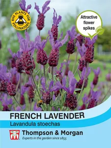 Lavender French - image 1
