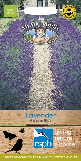 Lavender Hidcote Blue - image 1