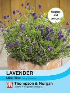 Lavender Mini Blue - image 1