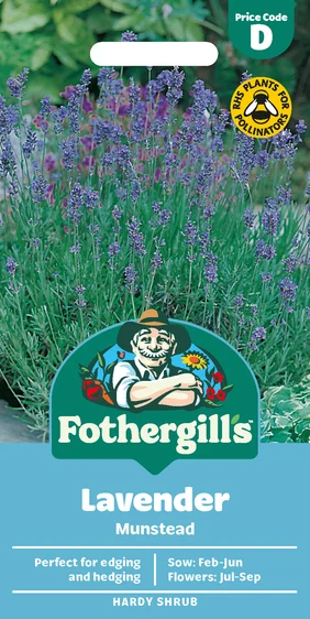 Lavender Munstead - image 1