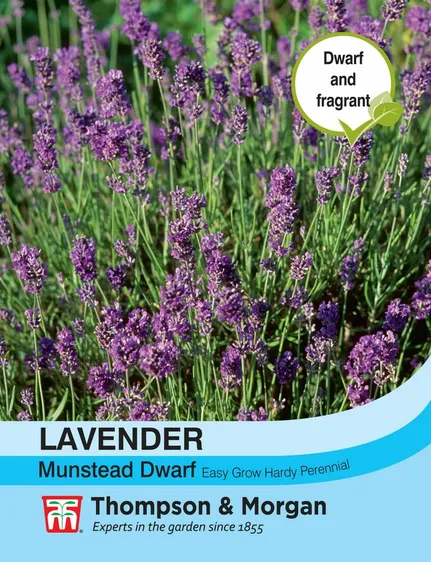 Lavender Munstead Dwarf - image 1