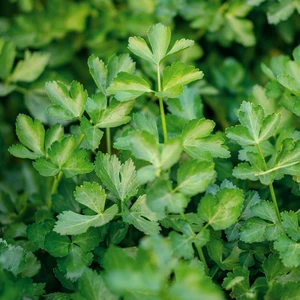 Celery Leaf 9cm