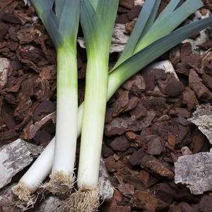 Leek 'Atal' 8.5cm