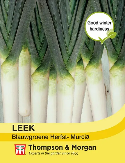 Leek Blauwgroene Herfst- Murcia - image 1