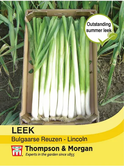 Leek Bulgaarse Reuzen - Lincoln - image 1