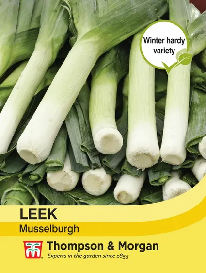 Leek Musselburgh - image 1