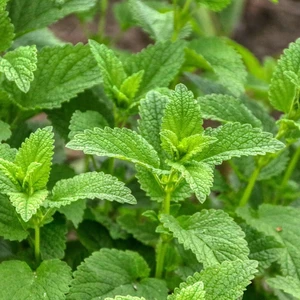 Lemon Balm 8.5cm