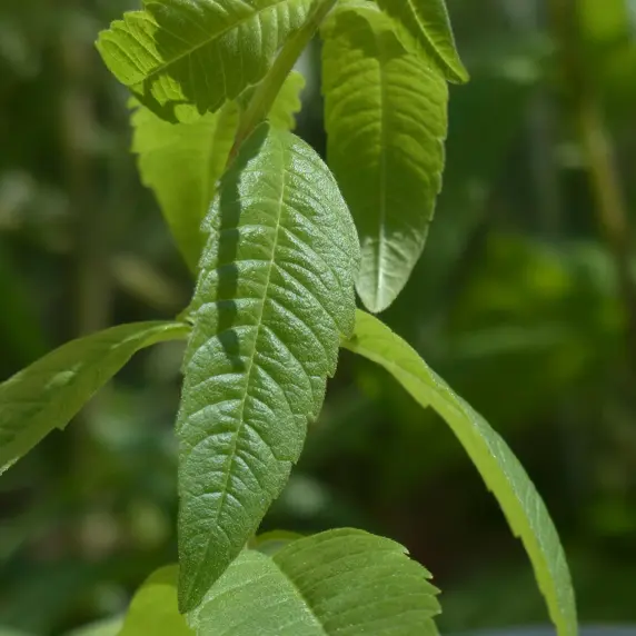 Lemon Verbena 9cm