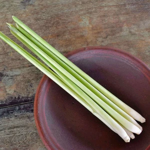 Lemongrass 9cm - image 2