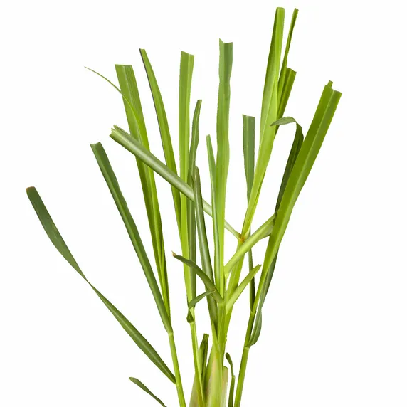 Lemongrass 9cm - image 1