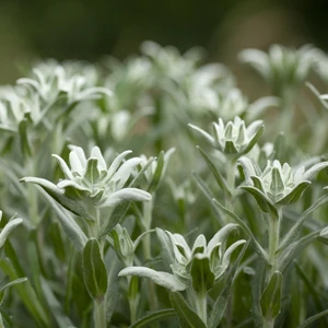 Leontopodium nivale subsp. alpinum 1L - image 1