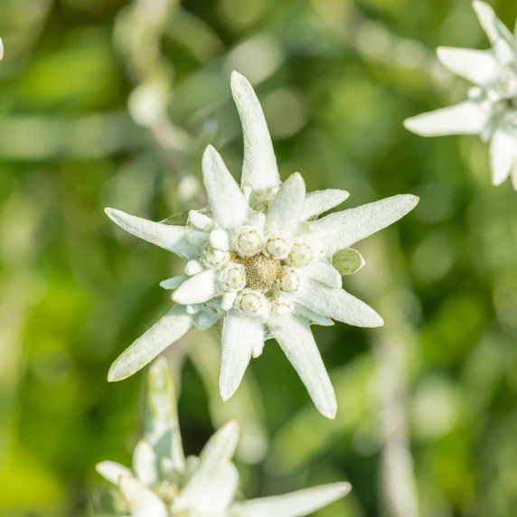 Leontopodium nivale subsp. alpinum 1L - image 2