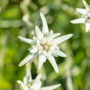 Leontopodium nivale subsp. alpinum 1L - image 2