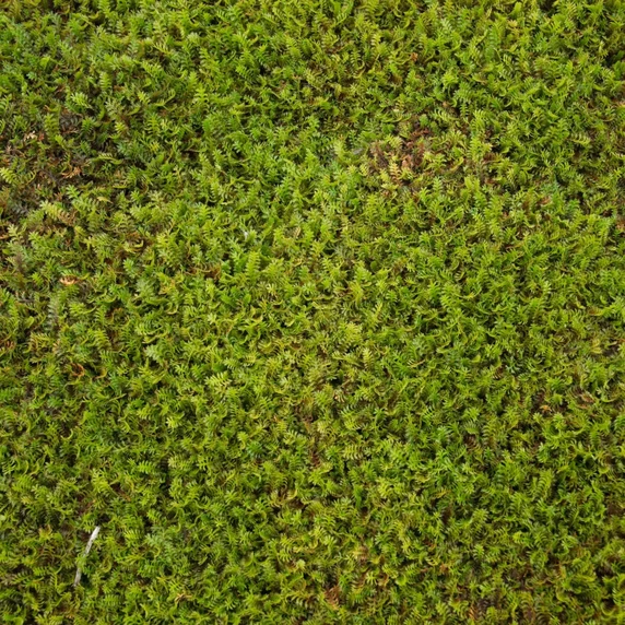 Leptinella squalida - image 2