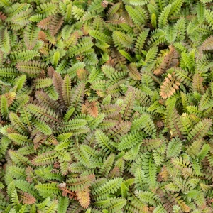 Leptinella squalida - image 1