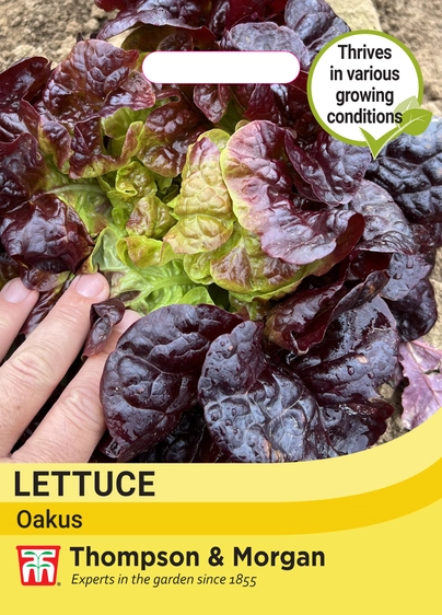 Lettuce Oakus - image 1