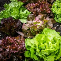 Lettuce & Salad Leaves