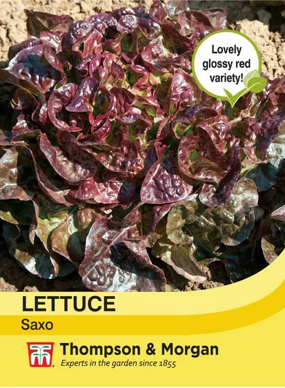 Lettuce Saxo - image 1