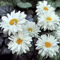 Leucanthemum