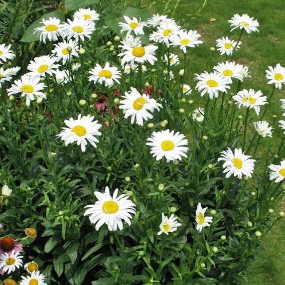 Leucanthemum × maximum 'Alaska'