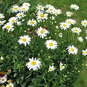 Leucanthemum × maximum 'Alaska'