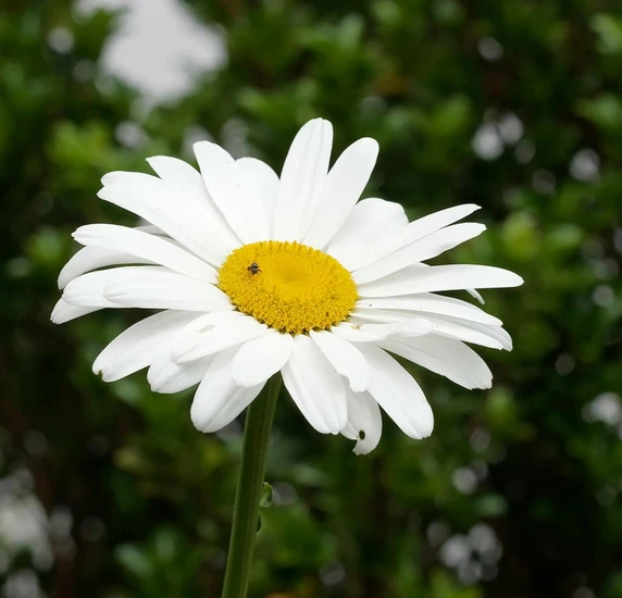Leucanthemum × superbum 'Brightside' - image 2