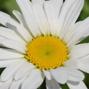 Leucanthemum × superbum 'Brightside' - image 1