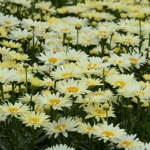 Leucanthemum x superbum 'Broadway Lights' 1L