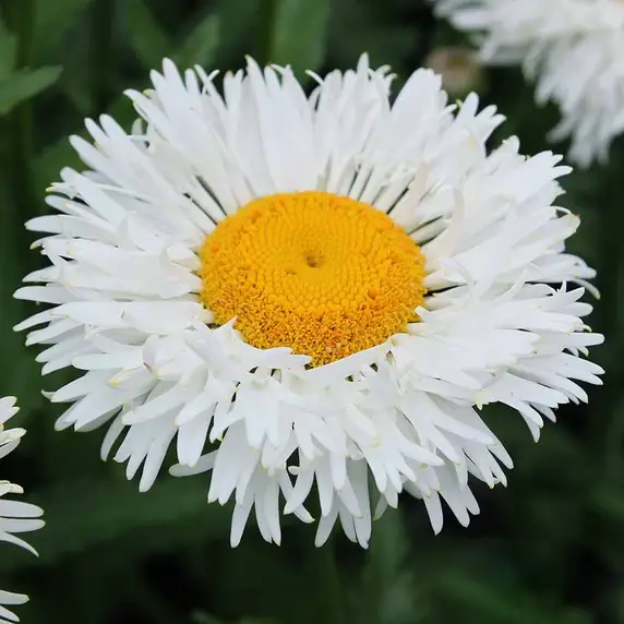 Picture - Terra Nova Nurseries