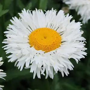 Picture - Terra Nova Nurseries