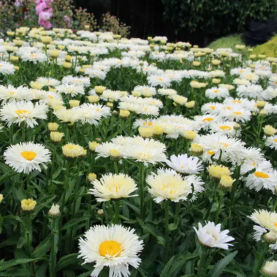 Picture - Terra Nova Nurseries