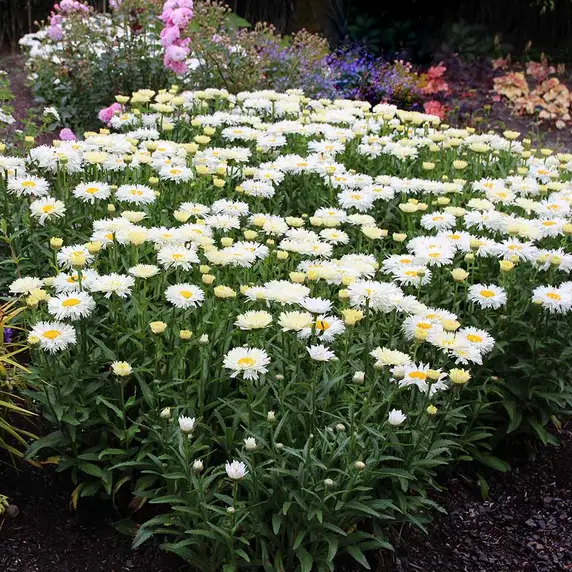 Picture - Terra Nova Nurseries
