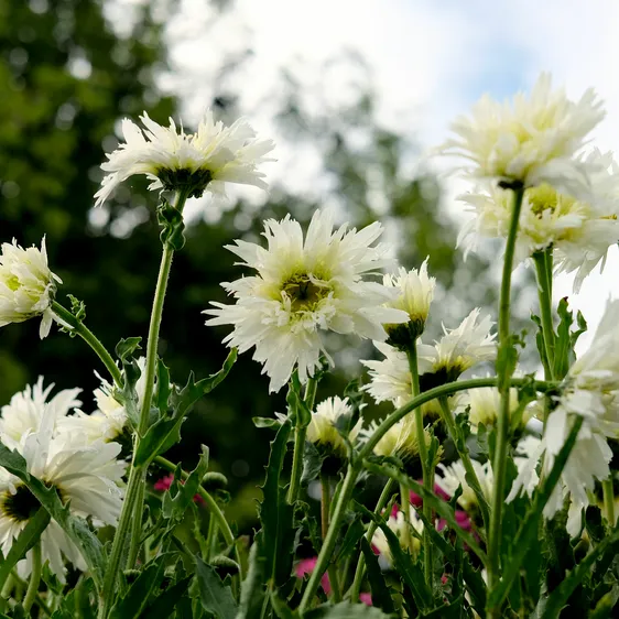 Leucanthemum x superbum 'Crazy Daisy' 3L