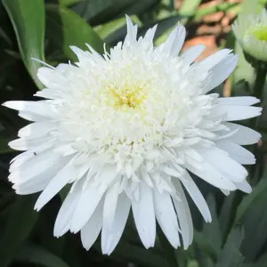 Photo(s) courtesy of TERRA NOVA® Nurseries, Inc.