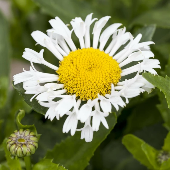 Leucanthemum superbum 'Lacrosse' 2L