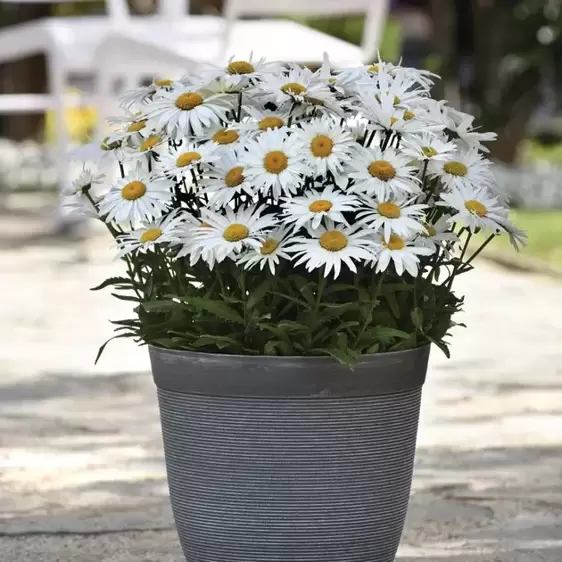 Leucanthemum x superbum 'Madonna' 1L