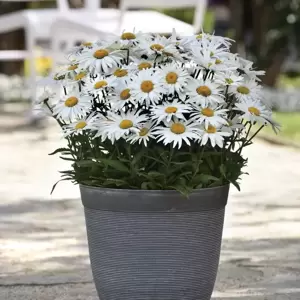 Leucanthemum x superbum 'Madonna' 1L