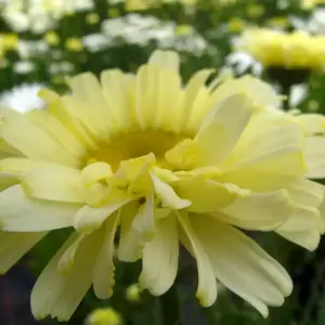 Leucanthemum Realflor® 'Real Dream' - © PlantHaven®