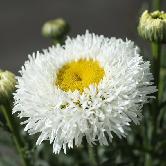 Picture Credit - PlantHaven International