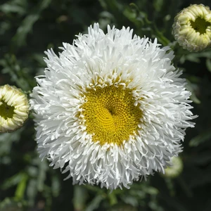 Picture Credit - PlantHaven International