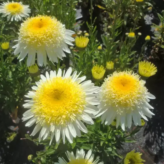 Leucanthemum Realflor® 'Real Glory' - © PlantHaven®